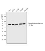 Histone Macro-H2A.1 Antibody in Western Blot (WB)