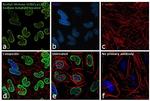 H2BK20ac Antibody