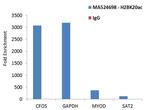 H2BK20ac Antibody in ChIP Assay (ChIP)