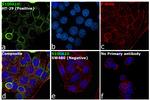 S100A10 Antibody in Immunocytochemistry (ICC/IF)