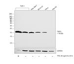 TSPO Antibody in Western Blot (WB)