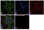 TOMM20 Antibody in Immunocytochemistry (ICC/IF)