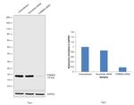 TOMM20 Antibody