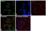 DGCR8 Antibody in Immunocytochemistry (ICC/IF)