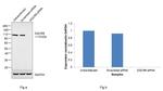 DGCR8 Antibody