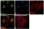 GTF2B Antibody in Immunocytochemistry (ICC/IF)