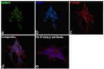 RBBP5 Antibody in Immunocytochemistry (ICC/IF)