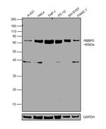 RBBP5 Antibody in Western Blot (WB)