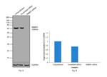 RBBP5 Antibody in Western Blot (WB)