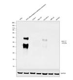 SOX17 Antibody