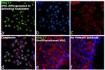 SOX17 Antibody in Immunocytochemistry (ICC/IF)