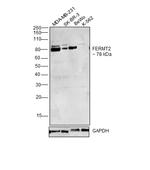 Kindlin 2 Antibody