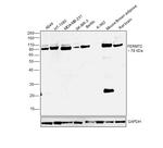 Kindlin 2 Antibody in Western Blot (WB)