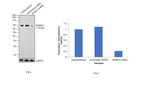 Kindlin 2 Antibody in Western Blot (WB)