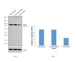 SATB1 Antibody