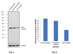 IDH1 Antibody in Western Blot (WB)