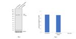 Cytochrome P450 Reductase Antibody