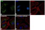 Cytochrome P450 Reductase Antibody in Immunocytochemistry (ICC/IF)