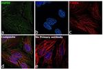 HSP90 alpha Antibody in Immunocytochemistry (ICC/IF)