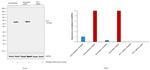 IFIT1 Antibody in Western Blot (WB)