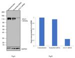 ATP Citrate Lyase Antibody in Western Blot (WB)