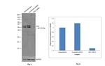 SHC Antibody in Western Blot (WB)