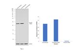 RhoGDI Antibody in Western Blot (WB)