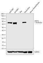 BMAL1 Antibody in Western Blot (WB)