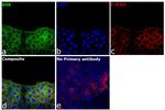 KHK Antibody in Immunocytochemistry (ICC/IF)