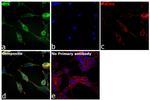 KHK Antibody in Immunocytochemistry (ICC/IF)