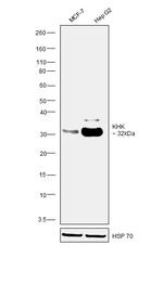 KHK Antibody in Western Blot (WB)