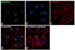 GRASP65 Antibody in Immunocytochemistry (ICC/IF)