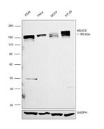 HDAC6 Antibody in Western Blot (WB)