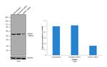 LMAN1 Antibody in Western Blot (WB)