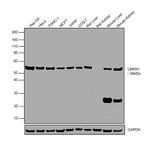 LMAN1 Antibody in Western Blot (WB)