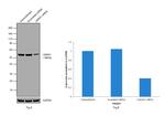 LMAN1 Antibody