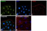 SAMHD1 Antibody in Immunocytochemistry (ICC/IF)