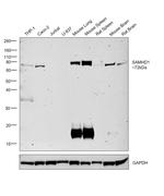 SAMHD1 Antibody in Western Blot (WB)