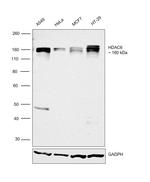 HDAC6 Antibody in Western Blot (WB)