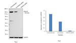 HDAC6 Antibody in Western Blot (WB)