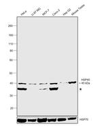 HSP40 Antibody in Western Blot (WB)