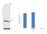 HSP40 Antibody in Western Blot (WB)