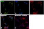 Gephyrin Antibody in Immunocytochemistry (ICC/IF)