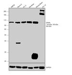 Gephyrin Antibody in Western Blot (WB)