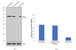 Gephyrin Antibody in Western Blot (WB)