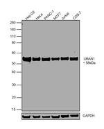 LMAN1 Antibody in Western Blot (WB)