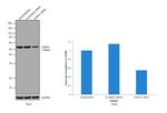 LMAN1 Antibody in Western Blot (WB)