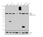 Gephyrin Antibody in Western Blot (WB)