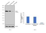 Gephyrin Antibody in Western Blot (WB)