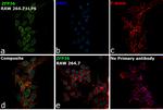 ZFP36 Antibody